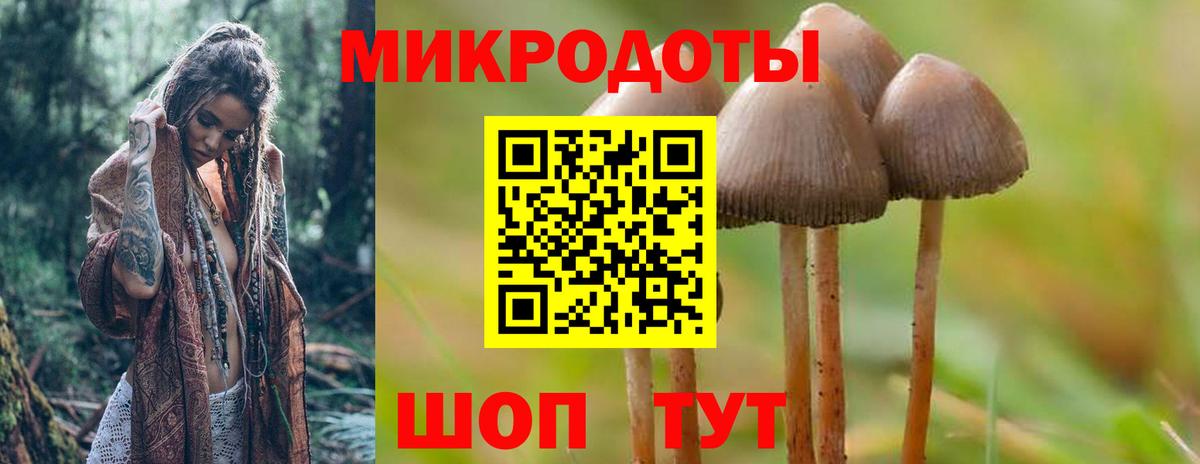 Галлюциногенные грибы Psilocybe Шахты